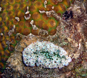 Subtle abstract. Lettuce sea slug next to a pretty patch ... by Lisa Hinderlider 